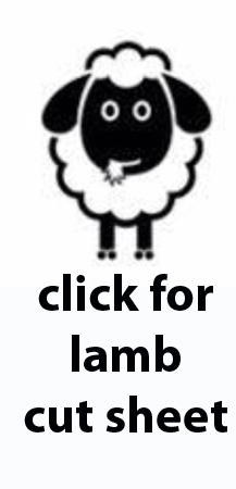 lamb prices
